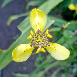 Inventario de flora